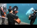 Mariachi Connecticut plays "El Jarabe Tapatío" for Juno the beluga whale