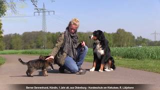 Berner Sennenhund Erziehung ✅ Video nach der Hundeschule