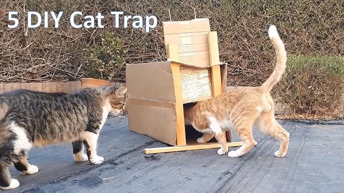 Trampa acero para rescate gatos - Gratud™