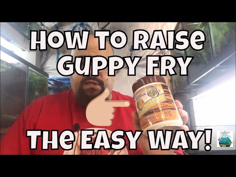 How to Raise Guppy Fry the Easy Way