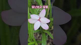 설난보고설렘 #garden #flowers #노지월동 #화분식물