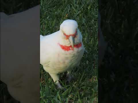 Confused Long Billed Corella #cutebirds #australianparrots #cockatoo