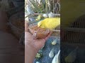 Cute Budgies Singing 'Not Like Us' & 'Die With A Smile' Poppy Playtime Chapter 4 ASMR #Shorts #ASMR