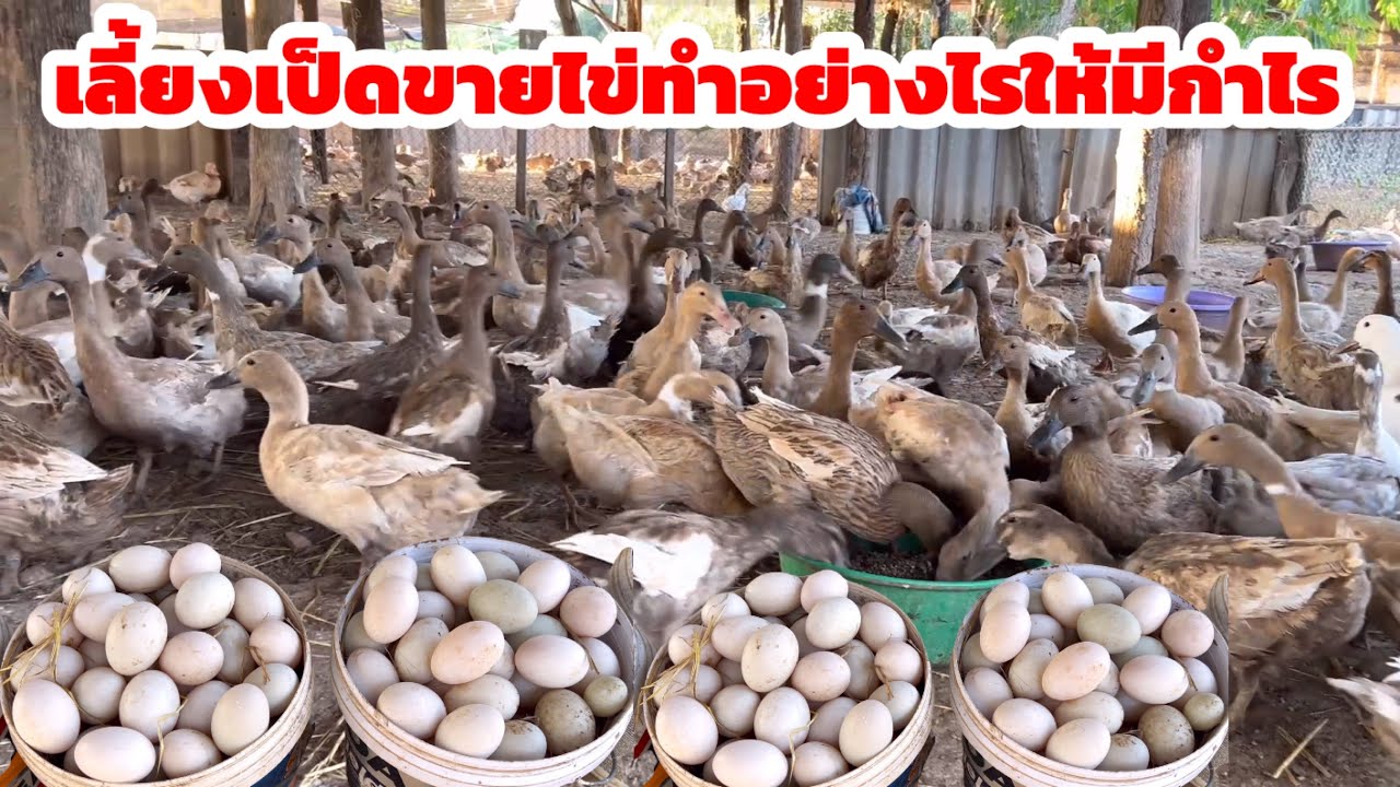 วิธีการเลี้ยงเป็ดไข่ขาย ทำอย่างไรให้คืนทุนและมีรายได้ต่อเนื่อง 089-9411997