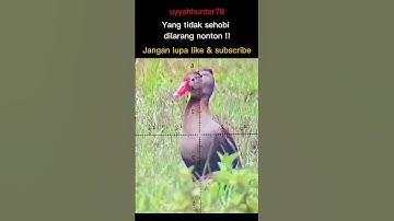 Berburu menembak burung belibis batu head shot #shot #animals #shortsvideo