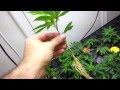 Our Secret to Making Clones in 8 Days