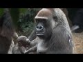 Breastfeeding of gorilla (two days after birth). Ueno Zoo.ゴリラの授乳（生後二日）。上野動物園。