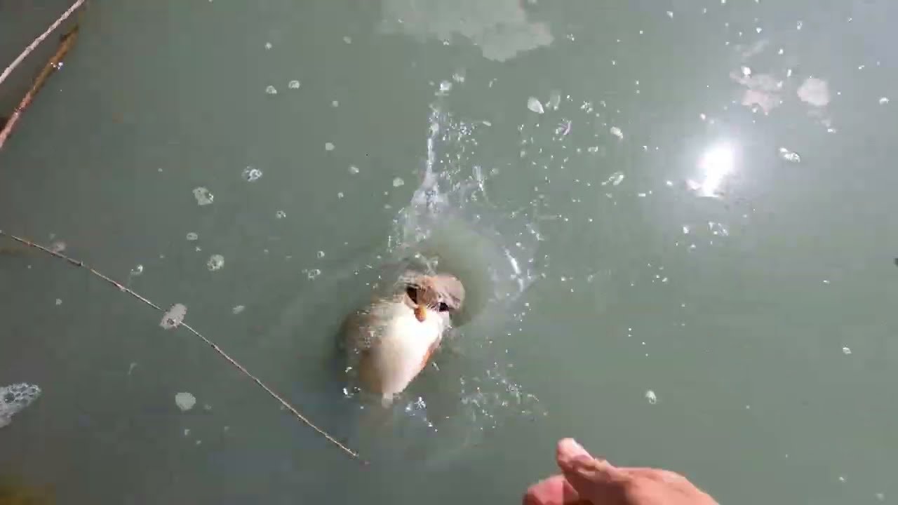 Early spring bass fishing in Reno Nevada !!