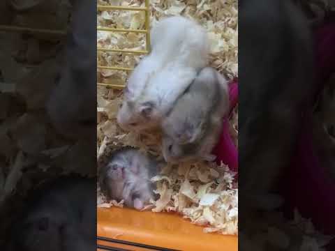 Драка хомяков / Hamster fight