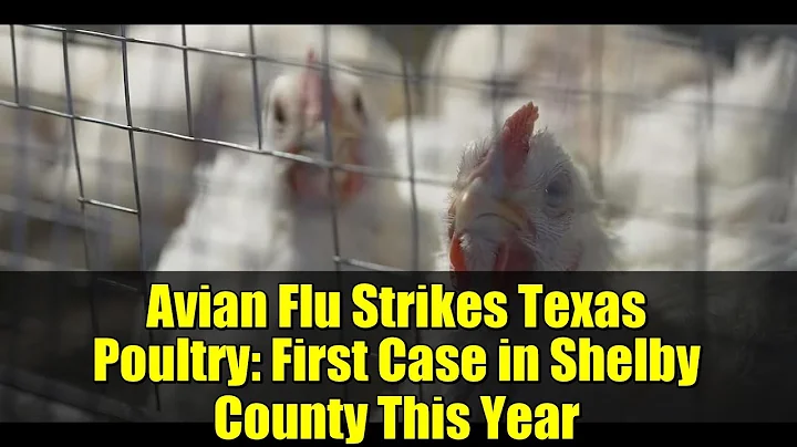 Avian Flu Strikes Texas Poultry: First Case in Shelby County This Year