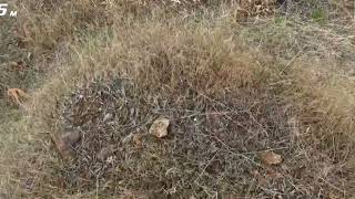 Keklik Avı 2025 Yılı En Iyi Avlardan Biri Shotkam Görüntülü Herkese Iyi Seyirler