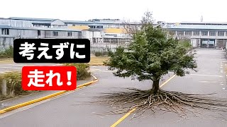 もしこの木が動き始めたら… あなたはすでに危険にさらされています