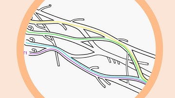 Brachial plexus song