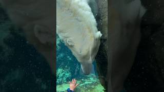 Funny polar bear