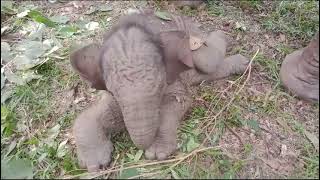 lucu bener bayi gajah tidur nya.. ❤😁