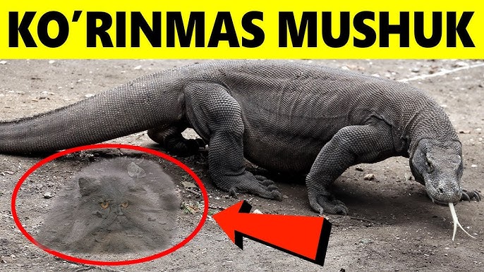 Onlayn gay porno tomosha qiling Biseksual uy qurilishi rus porno video