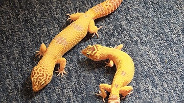 Housing Two or More Leopard Geckos Together