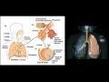 El Sistema Respiratorio - principales características