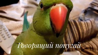 Ожереловый попугай разговаривает и ластится 2 Ожереловый попугай разговаривает и ластится 2
