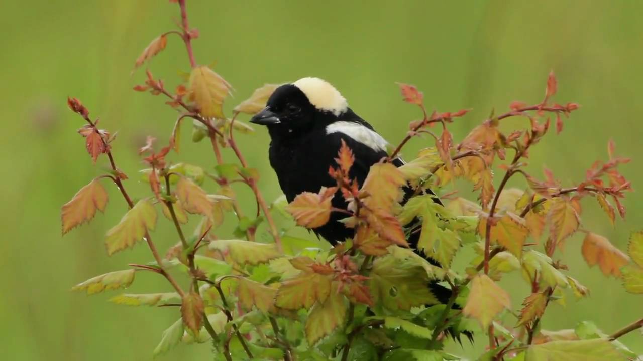 Bobolink - YouTube