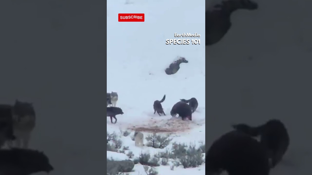 Grizzly Vs Wolves. Feat. Joe Rogan