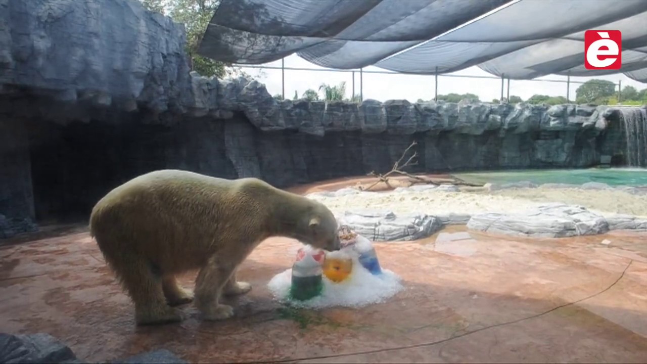 Ber polar Inuka a kumpli 26 aña den e parke di bestia extracurricular activities