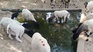 Cattle In Tharparkar Desert #animals #worldnews #animals #fitness #filmsongs
