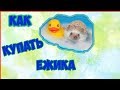 Как купать ежика