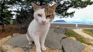 猫島を歩いていたら塀の上から野良猫に呼び止められた