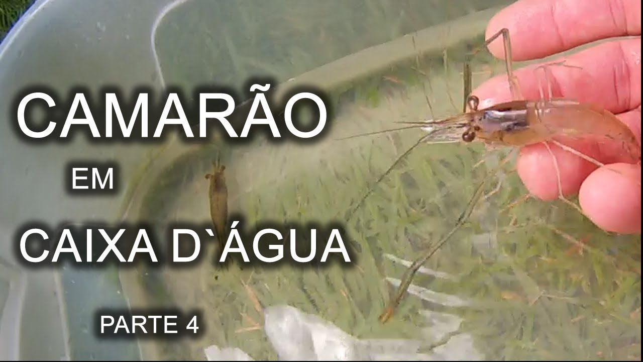 CRIAÇÃO DE CAMARÃO EM CAIXA D`ÁGUA PARTE 4 Canal saalada