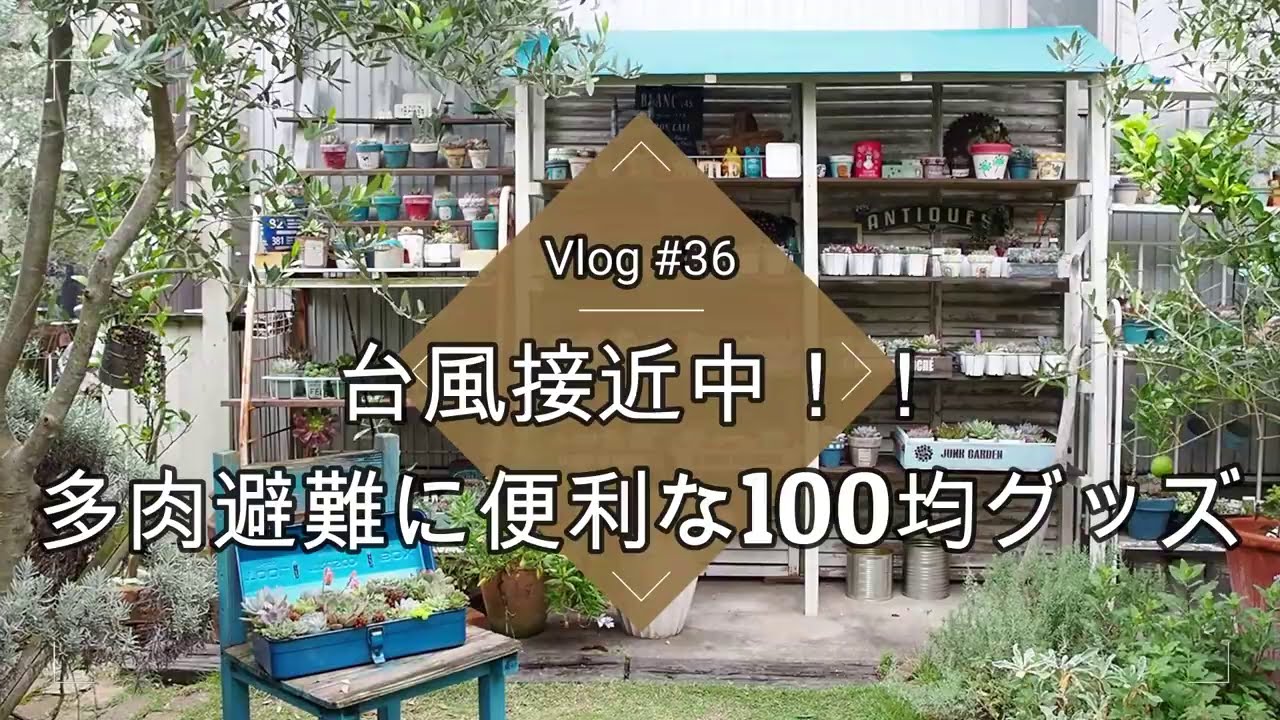 Vlog 36 台風接近中 多肉植物の避難に便利なオススメ100均グッズ 多肉植物 Daiso Youtube