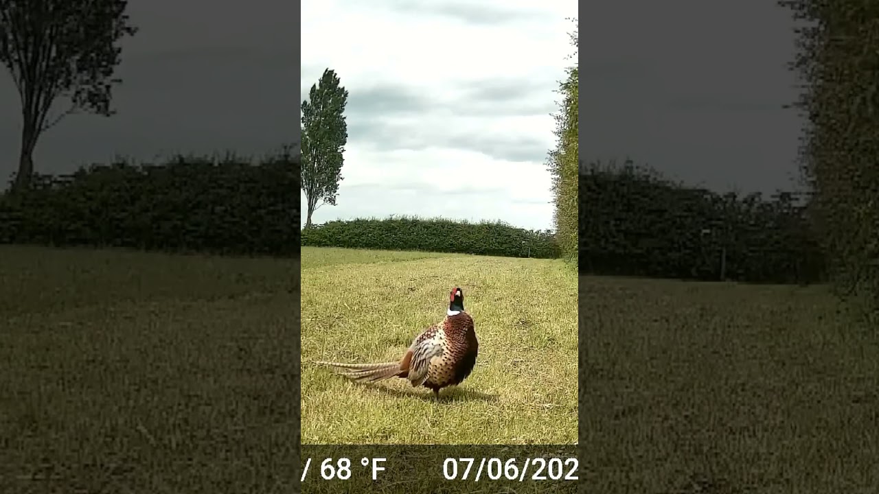 Pheasant crowing