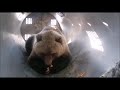 Заманили пирожками: подробности операции по захвату медведя-грабителя на Камчатке