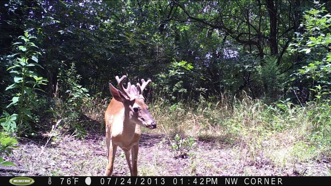 Hog Heaven - Episode 1 - Introduction to the Ranch