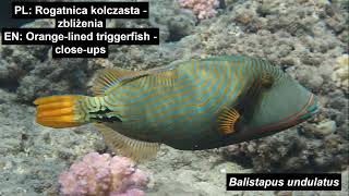 PL: Rogatnica kolczasta - zbliżenia; EN: Orange-lined triggerfish - close-ups, Balistapus undulatus