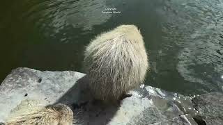 Capybara Sounds. Capybaras Beautiful Bottoms