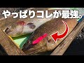 【やっぱりこのルアー最強です】大物を狂わせる最先端の樹脂ルアーで高級国産ブランド鱒を釣って食べ比べ！【エリアトラウト】【管理釣り場】【ウルキ70】