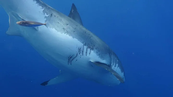 Nancy McGee Goes to a Shark Tank