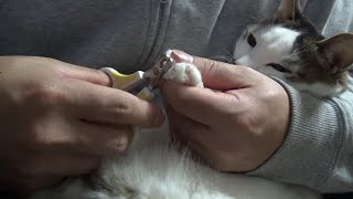 無駄な抵抗はほぼしない猫