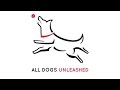Dallas Dog Training Dallas Dog Training