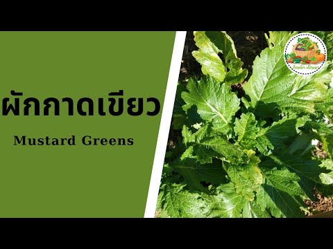 ประโยชน์ของผักกาดเขียว | Mustard Greens | กินผักเป็นยา