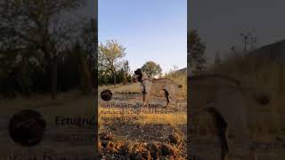 Anadoluaslanı, Twitter Sözler Tiktok Akım Çapçut Edit - 