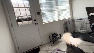 Furbo Mini Pet Camera Review: Smartest Way to Watch Your Cat or Dog from Anywhere!