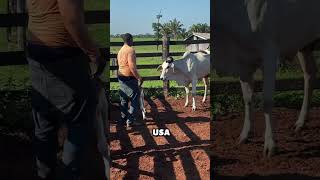 Como evitar una vaca brava (@Luiz Augusto Silva)