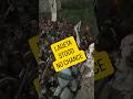 Mount and Blade 2:Bannerlord LAGETA WILL FALL #mountandblade #bannerlord #gamer #streamer