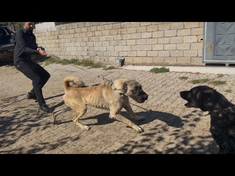 WE TOOK 18-MONTH-OLD BARON TO A NEW ENVIRONMENT FOR THE FIRST TIME ~ WILL BARON OVERCOME HIS FEAR...