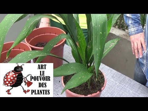 Vidéo: Instructions d'entretien du bouclier persan - Comment faire pousser une plante de bouclier persan à l'intérieur