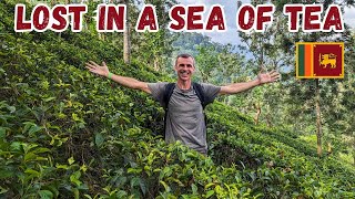 Full Why is Ceylon Tea the Best  Factory Tour ELLA Sri Lanka 🇱🇰 Update