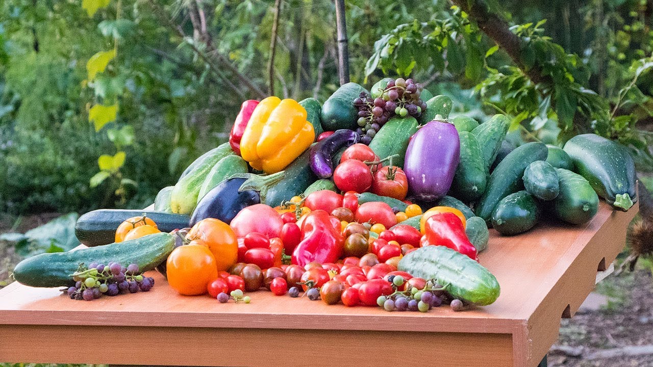 Permaculture Gardening Harvest, Backyard Sustainable Food Forest YouTube