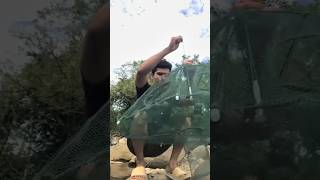 Pasang perangkap ikan bubu payung#shorts #pasangbubuikan #bubupayung